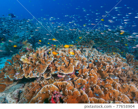 Crowds of coral and small schools of saltwater fish (Bon Island, Similan Marine National Park, Kingdom of Thailand) 77658904