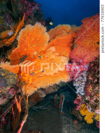 Colorful coral and Panulirus versicolor lurking beneath it (Tachai Island, Similan Marine National Park, Kingdom of Thailand) 77658905