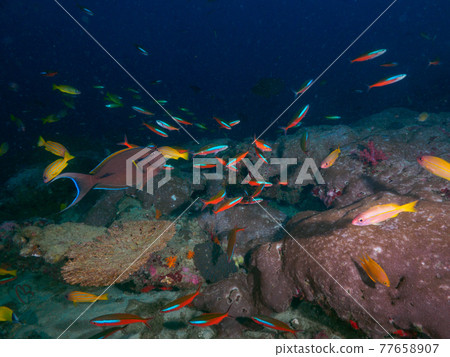 Various saltwater fish flying in the dim sea in the early morning (Tachai Island, Similan Marine National Park, Kingdom of Thailand) 77658907