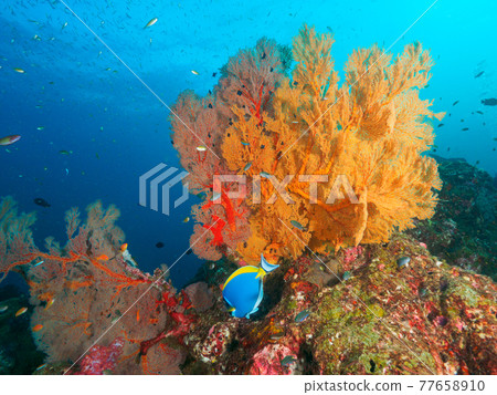 Oisobana and Powder Blue Surgeon Fish (Tachai Island, Similan Marine National Park, Kingdom of Thailand) 77658910