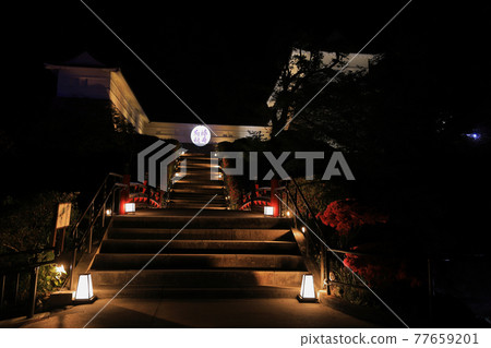 燈火通明的小田原城址公園 燈火通明的小田原城址公園 77659201