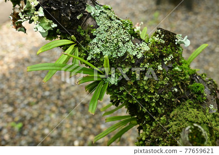 附生植物和李子樹 77659621