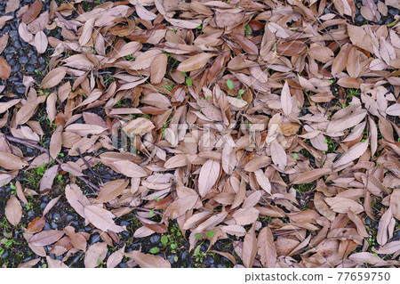 bonfire material bonfire material 77659750