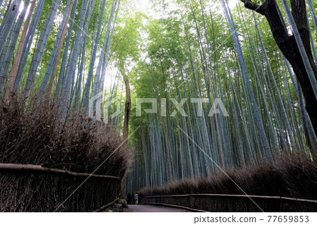 （京都）嵐山嵯峨野竹林 77659853