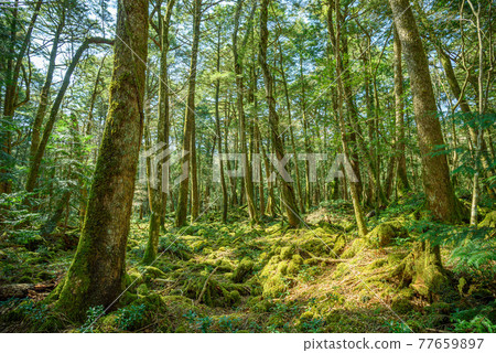 (Yamanashi Prefecture) Aokigahara Jukai Trees and Sunbeams (Yamanashi Prefecture) Aokigahara Jukai Trees and Sunbeams 77659897