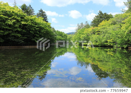 Karuizawa Kumoba Pond Fresh Green Karuizawa Kumoba Pond Fresh Green 77659947