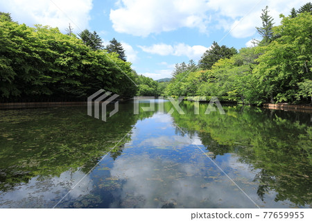 輕井澤雲葉池鮮綠 77659955