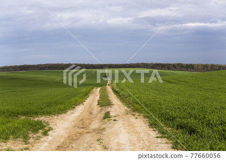 Field of young green wheat seedlings. Sprouts of young barley or wheat that have sprouted in the soil. Close up on sprouting rye on a field. Sprouts of rye. Agriculture, cultivation. Field of young green wheat seedlings. Sprouts of young barley or wheat that have sprouted in the soil. Close up on sprouting rye on a field. Sprouts of rye. Agriculture, cultivation. 77660056