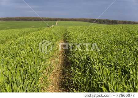 Young green wheat seedlings growing in soil on a field. Close up on sprouting rye on a field. Sprouts of rye. Sprouts of young barley or wheat that have sprouted in the soil. Agriculture, cultivation. 77660077