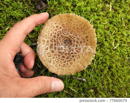 鵝膏菌科：用手顯示大小的照片 77660079