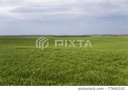 Field of young green wheat seedlings. Sprouts of young barley or wheat that have sprouted in the soil. Close up on sprouting rye on a field. Sprouts of rye. Agriculture, cultivation. 77660102