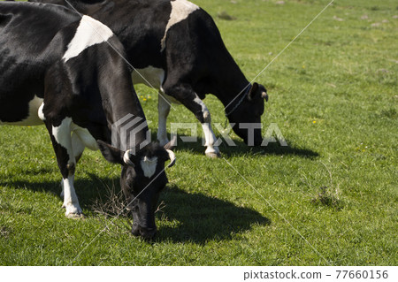 Two black and white cow on a summer pasture eats a grass. 77660156