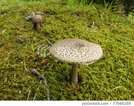 Snake mushroom modoki 77660289