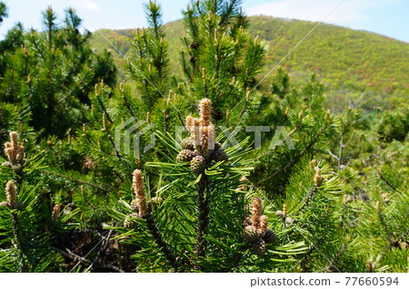 Green pine tree 77660594