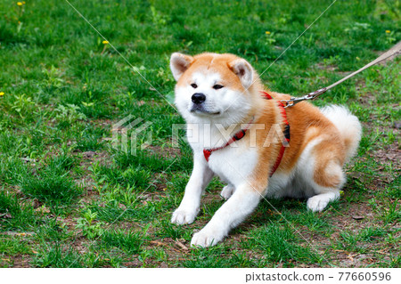 The Japanese breed of dog Akita Inu lies on the background of the green grass of the city lawn. The Japanese breed of dog Akita Inu lies on the background of the green grass of the city lawn. 77660596