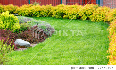 Landscaping of a green lawn with green grass, a boulder in the middle, and a perimeter of yellow bushes. Landscaping of a green lawn with green grass, a boulder in the middle, and a perimeter of yellow bushes. 77660597