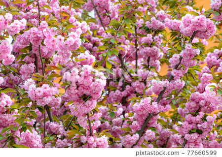 Pink flowers of blooming Japanese sakura in the spring garden. 77660599