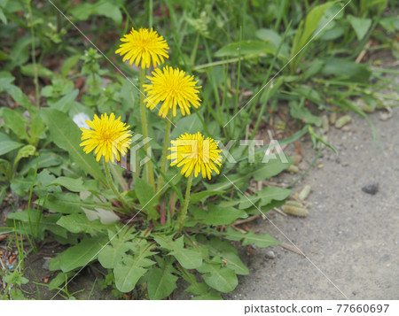 Dandelion on the Arakawa River 77660697