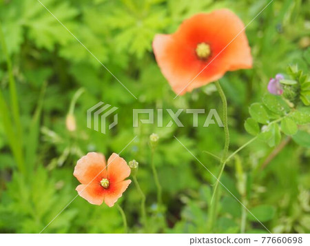 荒川河床上的罌粟花 77660698