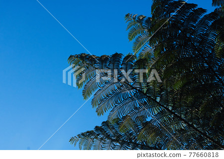 藍天和黑果樹(樹蕨) 藍天和黑果樹(樹蕨) 77660818