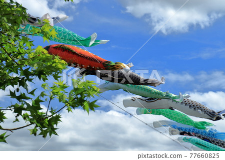 Carp streamer Carp streamer 77660825
