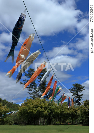 Carp streamer Carp streamer 77660845
