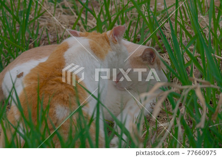 Stray cat chilling in the plexus Stray cat chilling in the plexus 77660975