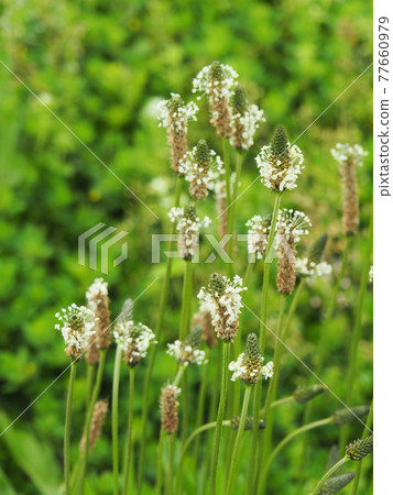 Ribwort Plantain on the Arakawa River 77660979