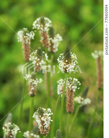 Ribwort Plantain on the Arakawa River 77660994