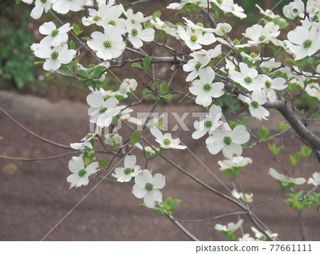 東京板橋新河岸沿岸的花水木 東京板橋新河岸沿岸的花水木 77661111