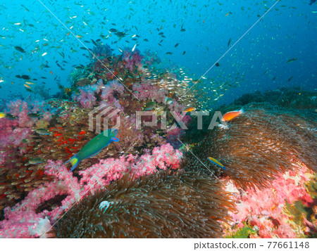 Sea anemones and soft corals, small schools of saltwater fish (Richeryu Rock, Surin Marine National Park, Thailand) Sea anemones and soft corals, small schools of saltwater fish (Richeryu Rock, Surin Marine National Park, Thailand) 77661148