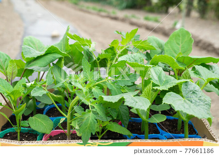 Vegetable seedlings Vegetable seedlings 77661186