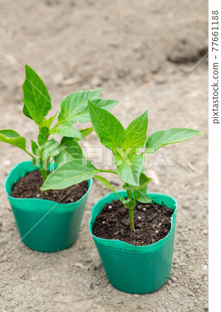Pot seedlings of green peppers Pot seedlings of green peppers 77661188