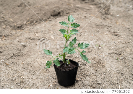 番茄盆栽 77661202