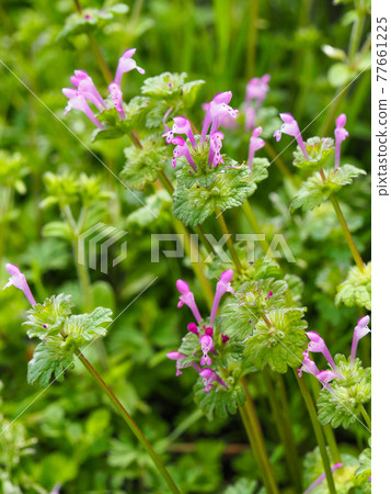 Henbit deadnettle on the Arakawa riverbed 77661225