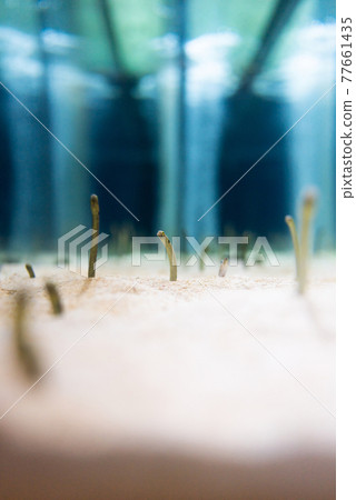 [Vertical position] Spotted garden eel 77661435
