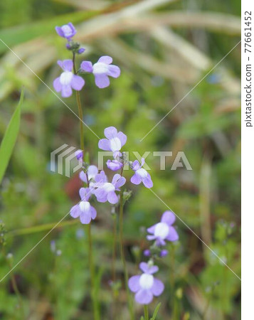 荒川河床上的藍蟾蜍 荒川河床上的藍蟾蜍 77661452