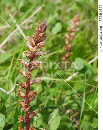 Orobanche minor on the Arakawa riverbed 77661453