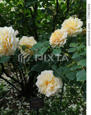 English garden English garden 77661608