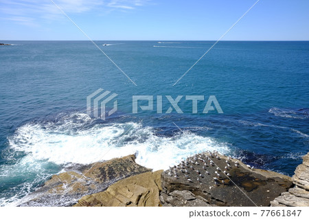 Sydney's most beautiful coastline Bondi to Coogee Coastal Walk Tasman Sea Sydney's most beautiful coastline Bondi to Coogee Coastal Walk Tasman Sea 77661847