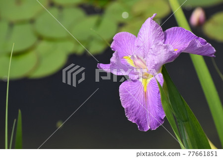 Aquatic Botanical Garden Mizunomori 77661851