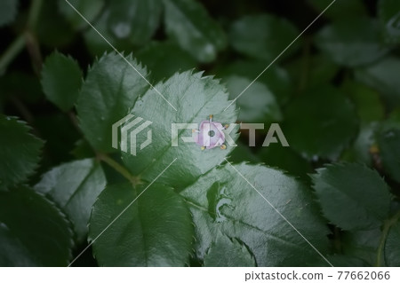 飛一個輪子裝飾樹葉 77662066