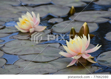 水產植物園水森 水產植物園水森 77662080