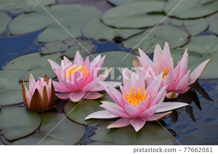 水產植物園水森 水產植物園水森 77662081