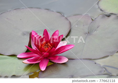 Aquatic Botanical Garden Mizunomori Aquatic Botanical Garden Mizunomori 77662118