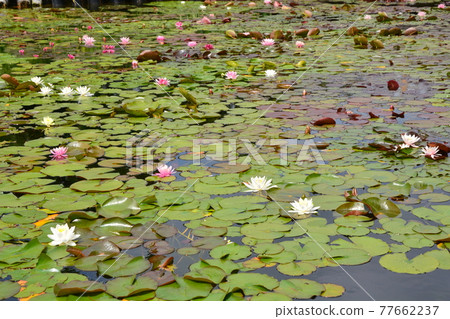 水產植物園水森 水產植物園水森 77662237