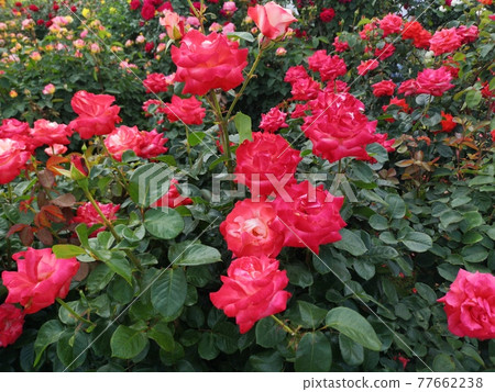 Rose Rose 77662238
