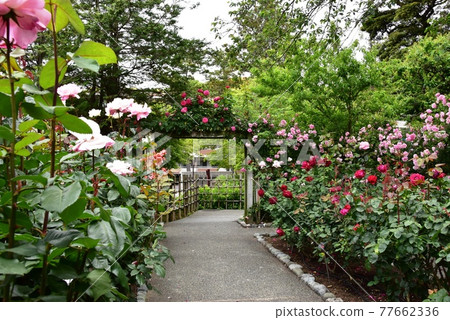 神奈川縣立大磯城山公園玫瑰園和舊吉田茂住宅區的新鮮綠色 77662336