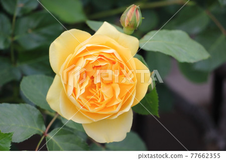 Rose Graham Thomas 77662355