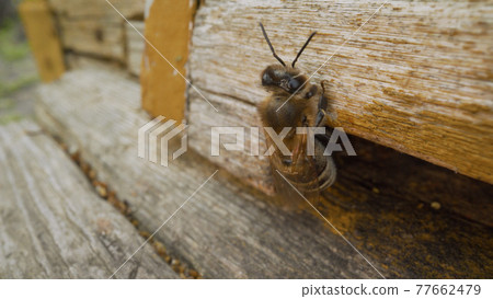 Close-up of the bees crawling. Bees and beehive and bee. Bees crawling out of a beehive. Close-up of the bees crawling. Bees and beehive and bee. Bees crawling out of a beehive. 77662479